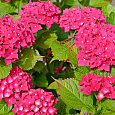 Гортензия крупнолистовая Эрли Пинк Гортензия крупнолистовая Эрли Пинк