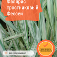 Фалярис тростниковый Фессей