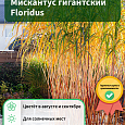 Мискантус гигантский Floridus