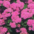 Агератум Розовый шар