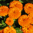 Календула пацифик Оранжевая красавица