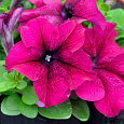 Петуния грандифлора Лимбо Джи Пи	Плам