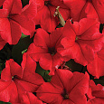 Петуния грандифлора Суперкаскад Ред