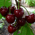 Черешня  Тютчевка