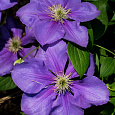 Клематис крупноцветковый Генерал Сикорский Клематис крупноцветковый Генерал Сикорский