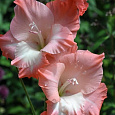 Гладиолус крупноцветковый Хеопс