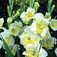 Гладиолус крупноцветковый Багги