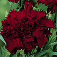 Гвоздика Гренадин Король в черном