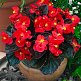 Бегония вечноцветущая бронзоволистная Гавана Скарлет