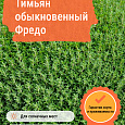 Тимьян (Чабрец) обыкновенный Фредо