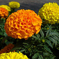 Бархатцы прямостоячие Русский Размер, смесь