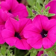 Петуния ампельная F1 Парпл Вельвет