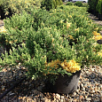 Можжевельник китайский Expansa Veriegata
