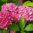 Гортензия крупнолистовая Товелит Гортензия крупнолистовая Товелит