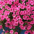 Петуния ампельная F1 Роуз Вейн вельвет