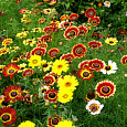 Хризантема килеватая Смесь окрасок