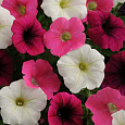 Петуния ампельная F1 Шок Вейв Спарк микс