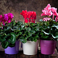 Цикламен персидский Гигантская смесь