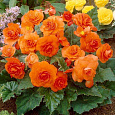 Бегония махровая Ориндж